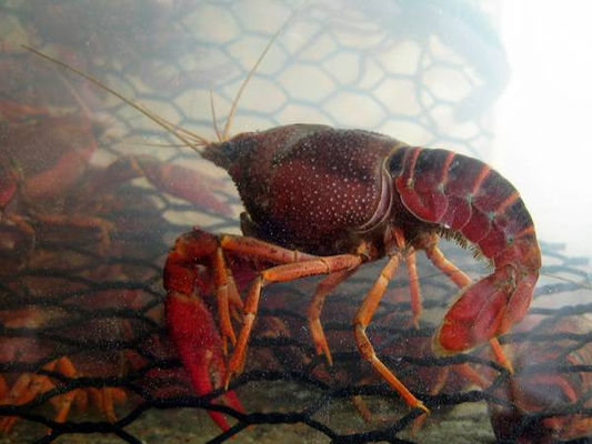 19 Gauge Crawfish Wire Mesh PVC bedekt zoutwaterbestendig