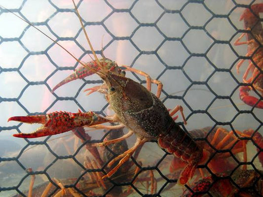 19 Gauge Crawfish Wire Mesh PVC bedekt zoutwaterbestendig