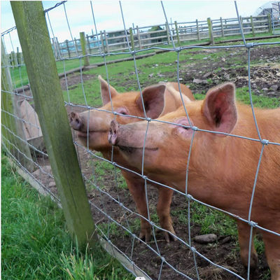 Groen vee hek gaas grasland paarden draad net