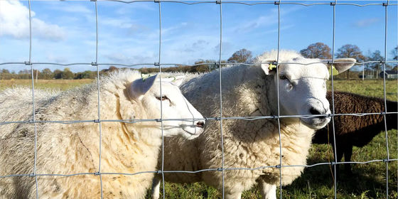 Groen vee hek gaas grasland paarden draad net