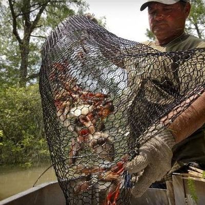 19 Gauge Crawfish Wire Mesh PVC bedekt zoutwaterbestendig